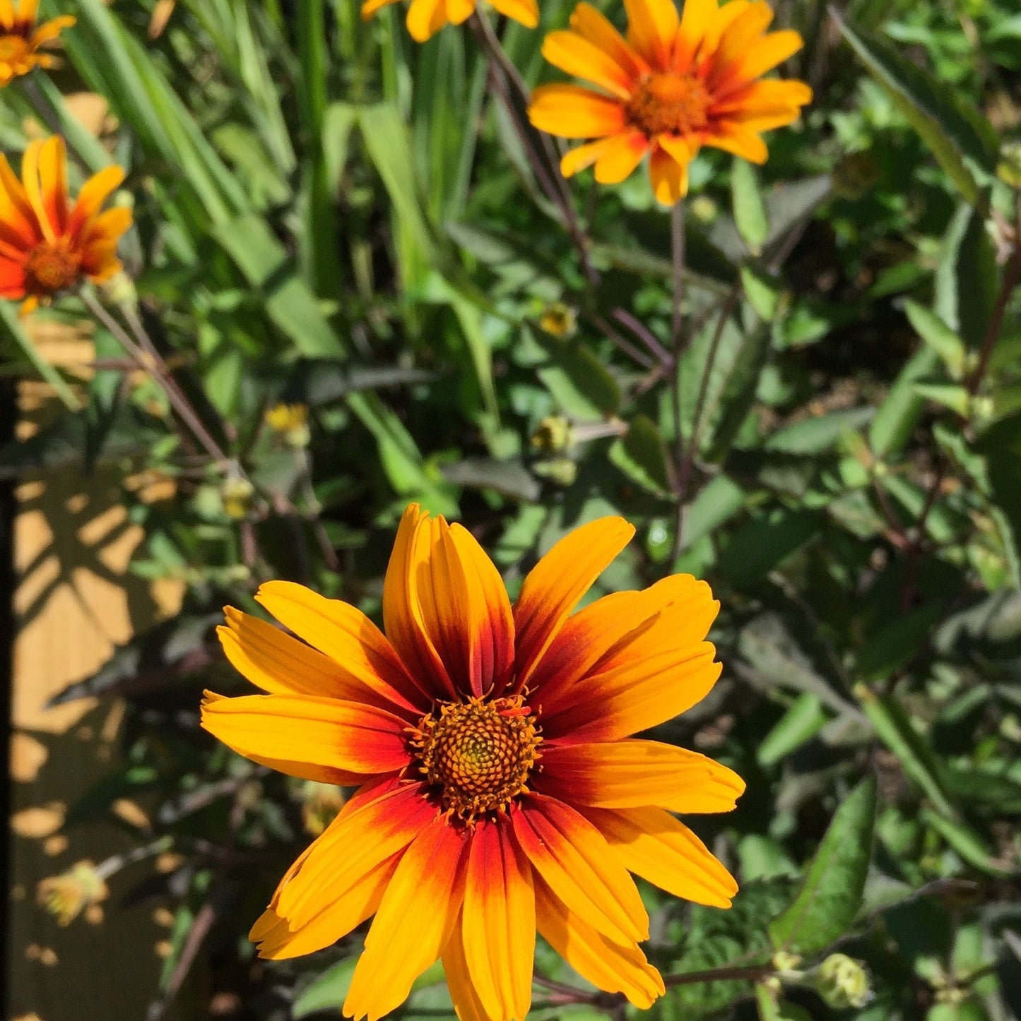 Heliopsis helianthoides var. scabra Burning Hearts 1Q