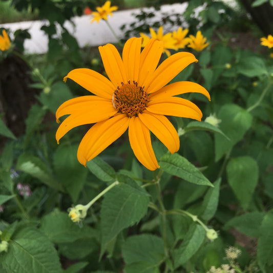 Heliopsis helianthoides 1G