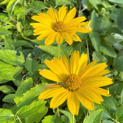 Heliopsis helianthoides var. scabra Summer Sun 1G