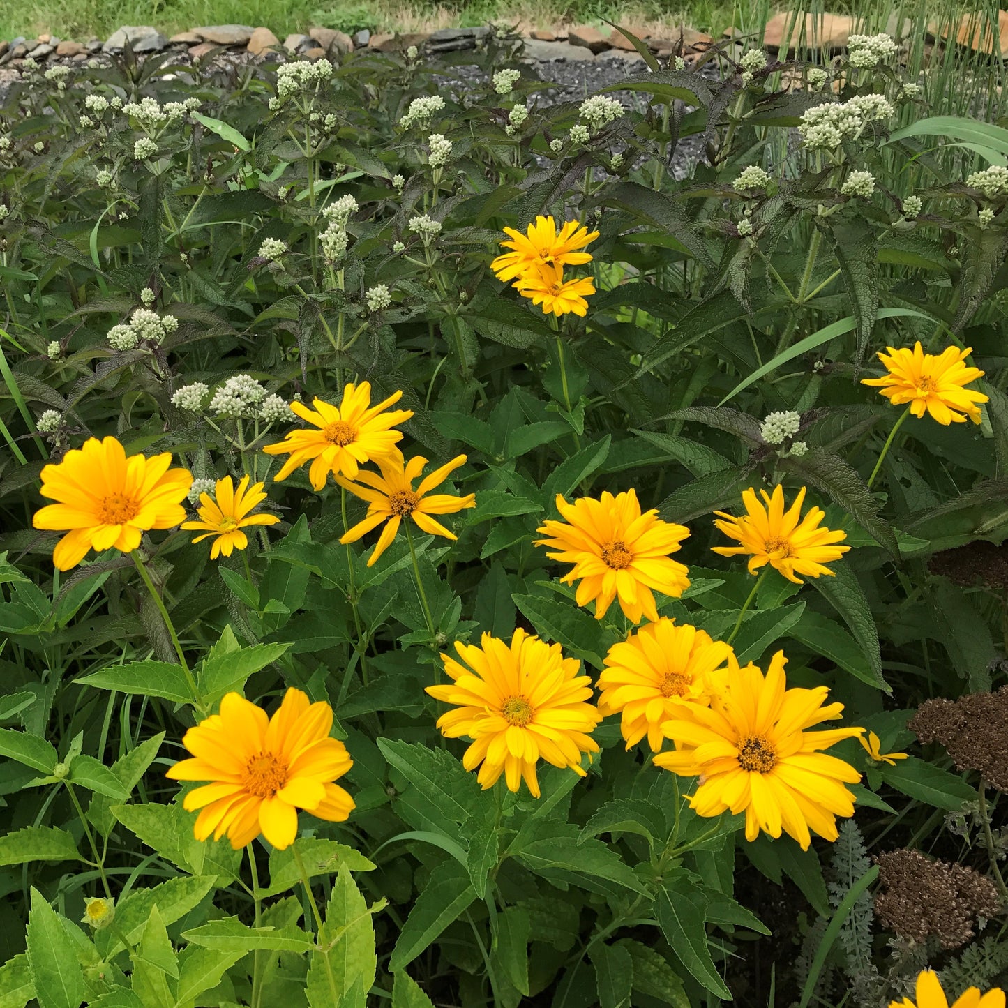 Heliopsis helianthoides var. scabra Summer Sun 1G