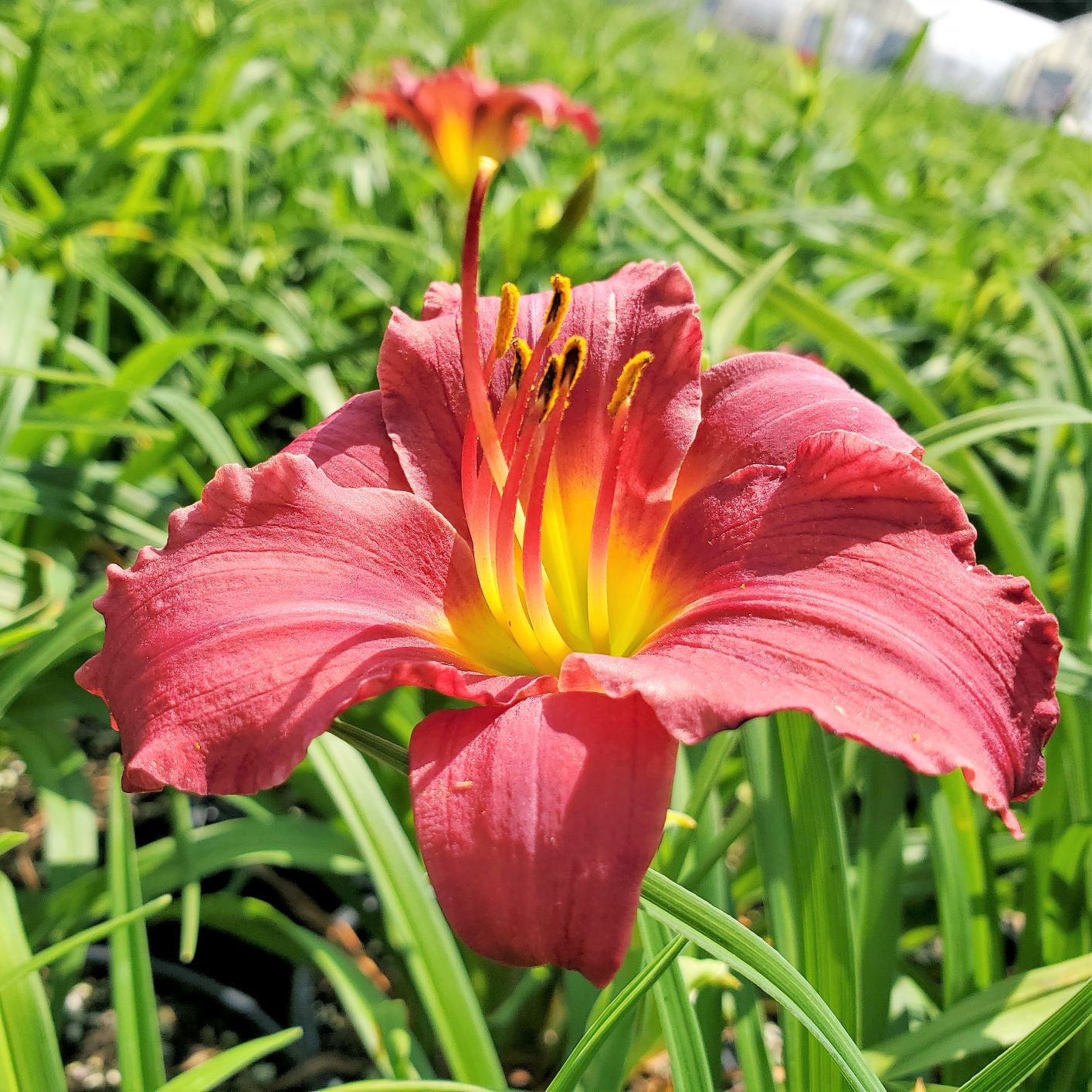 Hemerocallis x Pardon me 1G