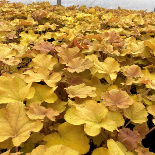 Heuchera villosa Caramel 1Q