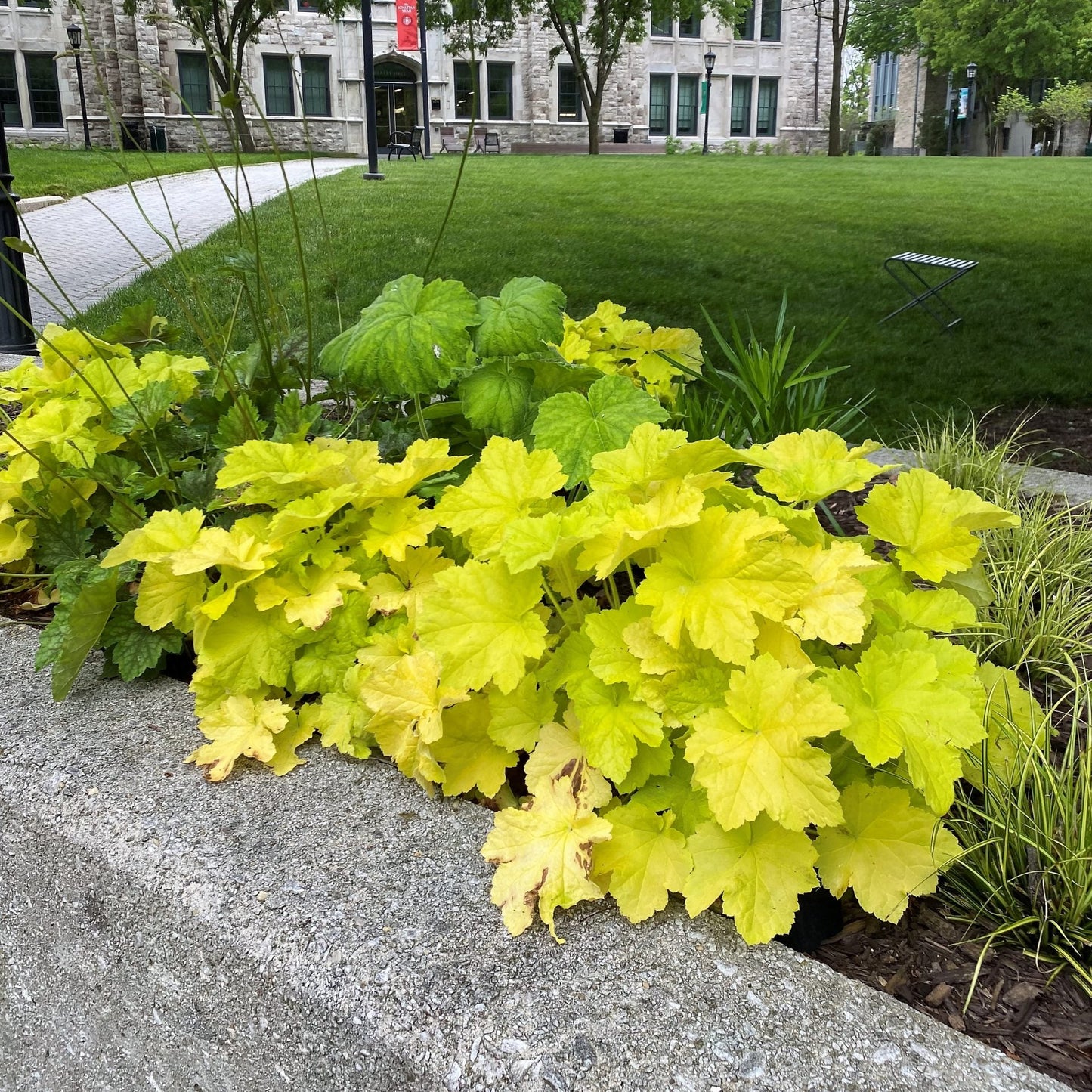 Heuchera x Citronelle 1Q