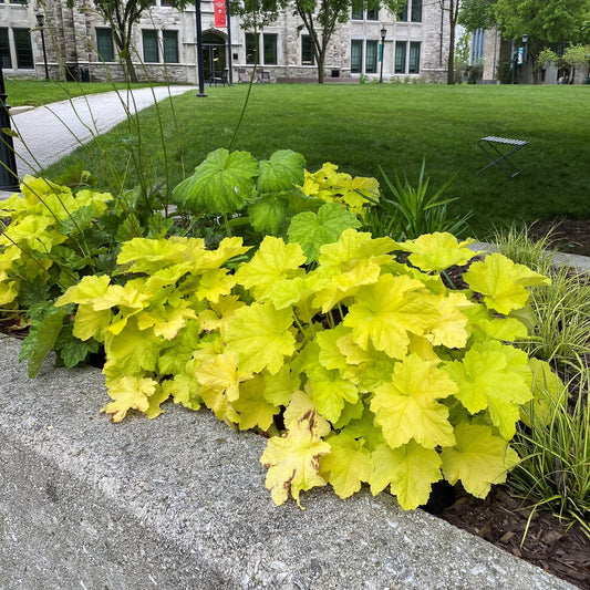 Heuchera x Citronelle 1G