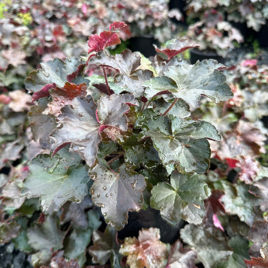 Heuchera micrantha Palace Purple 1Q