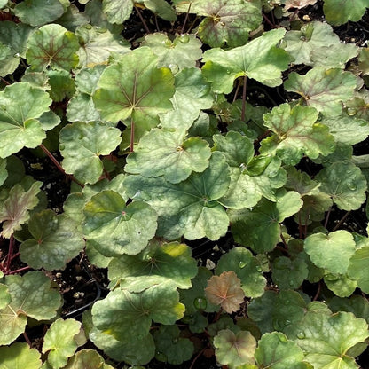 Heuchera americana 1Q (Coral Bells)