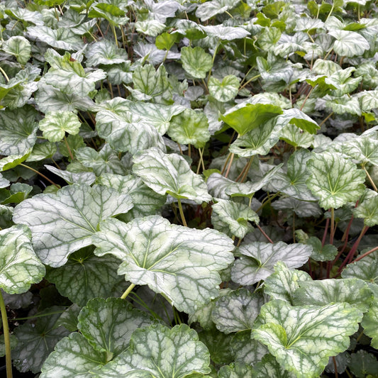 Heuchera americana Dale's Strain 1G