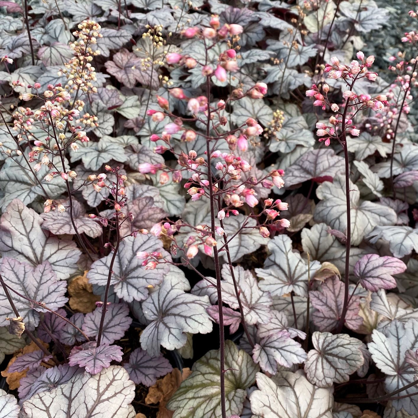 Heuchera x Sugar Plum 1Q