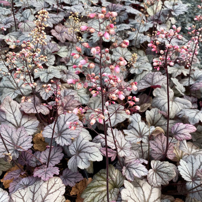 Heuchera x Sugar Plum 1Q