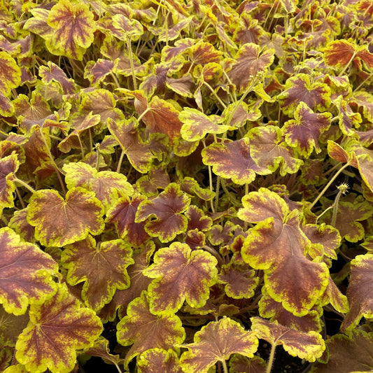 Heucherella x Solar Eclipse 1Q