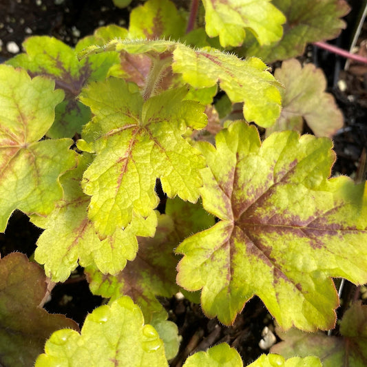 Heucherella x Alabama Sunrise 1Q