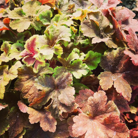 Heucherella x Gold Zebra 1Q