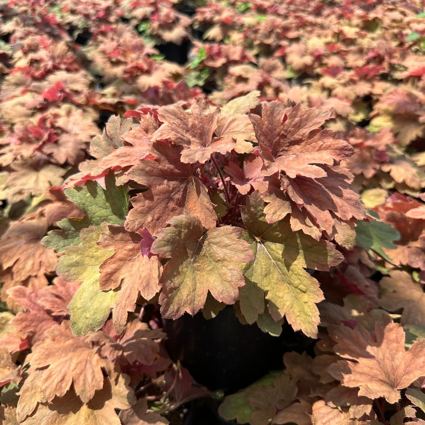 Heucherella x Sweet Tea 1G