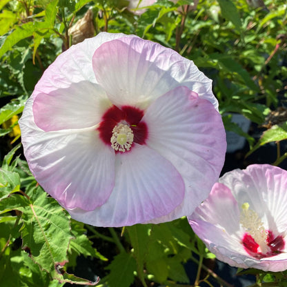 Hibiscus x Summerific Ballet Slippers 2G