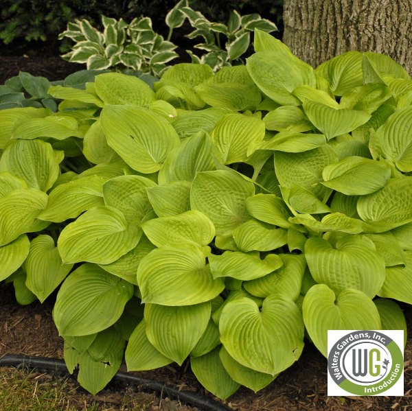 Hosta x August Moon 1G