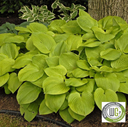 Hosta x August Moon 1G