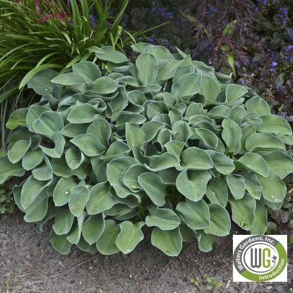 Hosta x Blue Mouse Ears 1Q