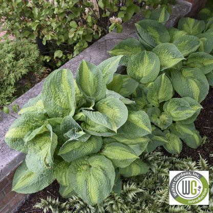 Hosta x Brother Stefan 1Q