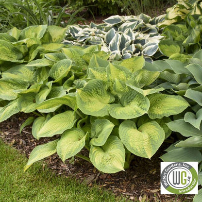 Hosta x Brother Stefan 1Q