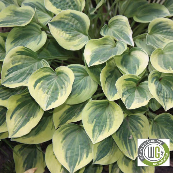 Hosta x Cameo 1Q