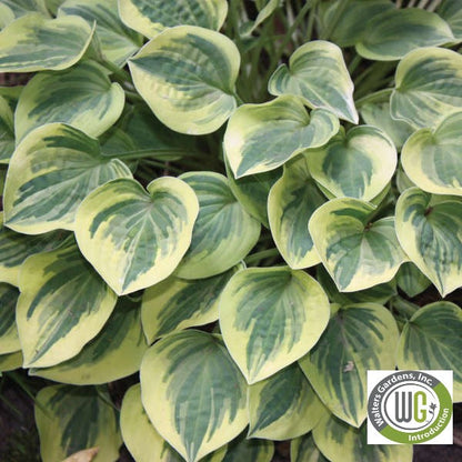Hosta x Cameo 1Q