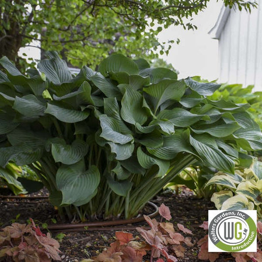 Hosta x Krossa Regal 1Q