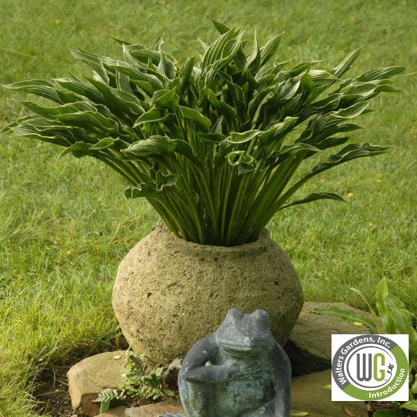 Hosta x Praying Hands 1Q