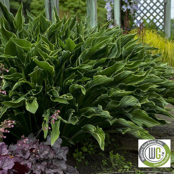 Hosta x Praying Hands 1Q