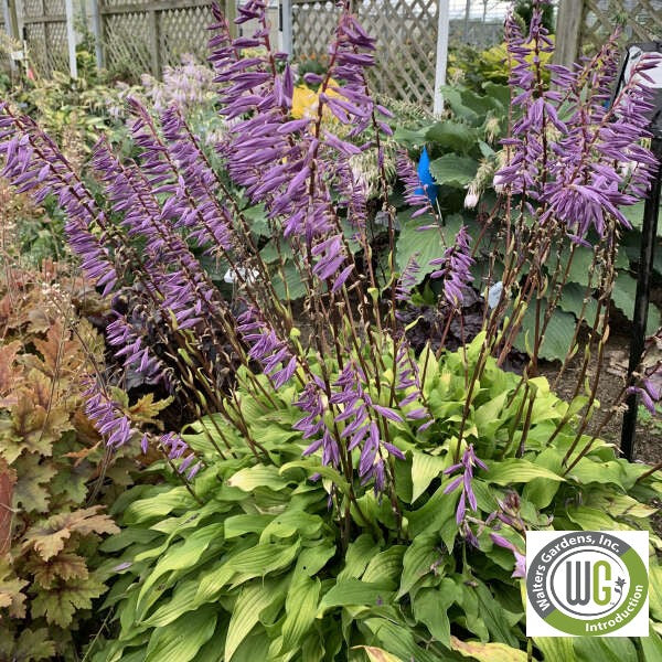 Hosta x Time in a Bottle 1Q