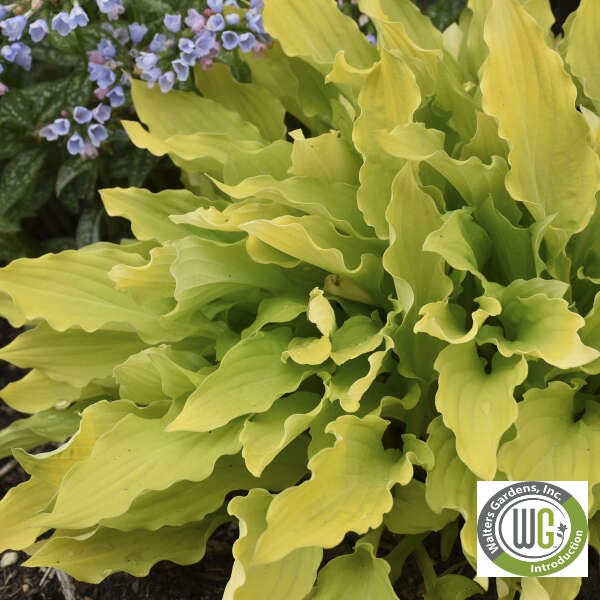 Hosta x Time in a Bottle 1Q