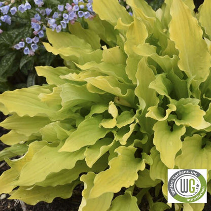 Hosta x Time in a Bottle 1Q