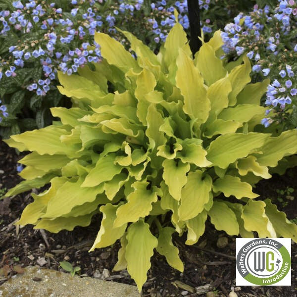 Hosta x Time in a Bottle 1Q