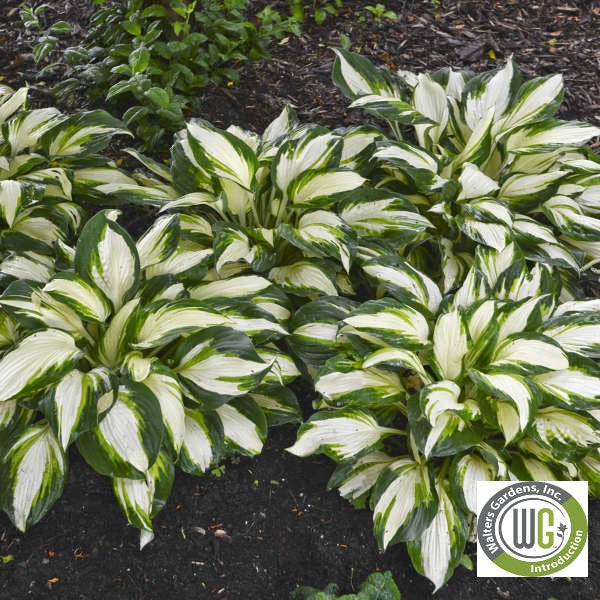 Hosta x Vulcan 1G