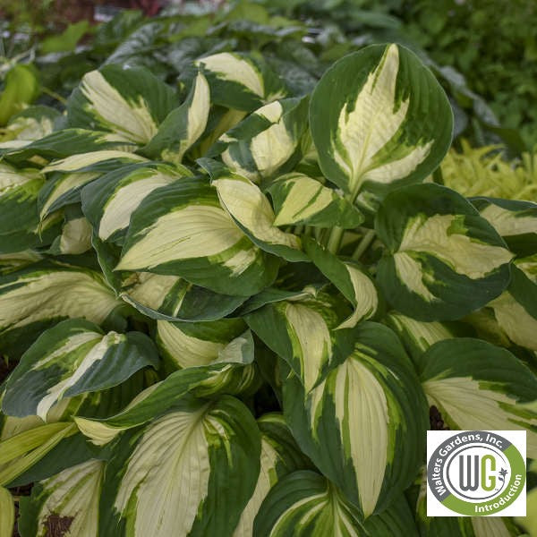 Hosta x Vulcan 1G