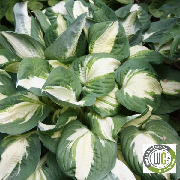 Hosta x Vulcan 1G