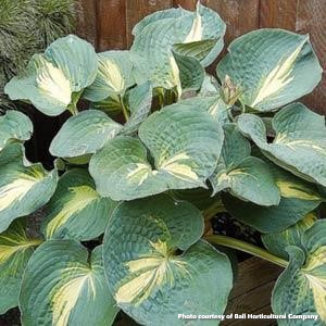Hosta Dream Queen 1Q