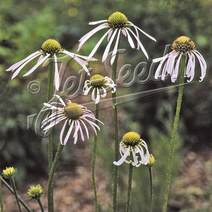 Echinacea pallida Hula Dancer 1Q