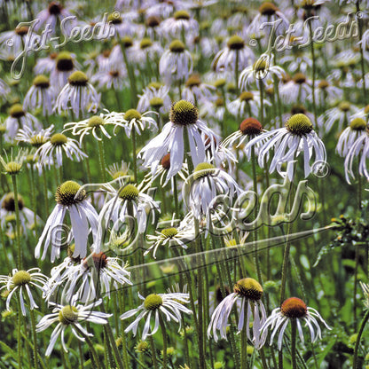 Echinacea pallida Hula Dancer 1Q