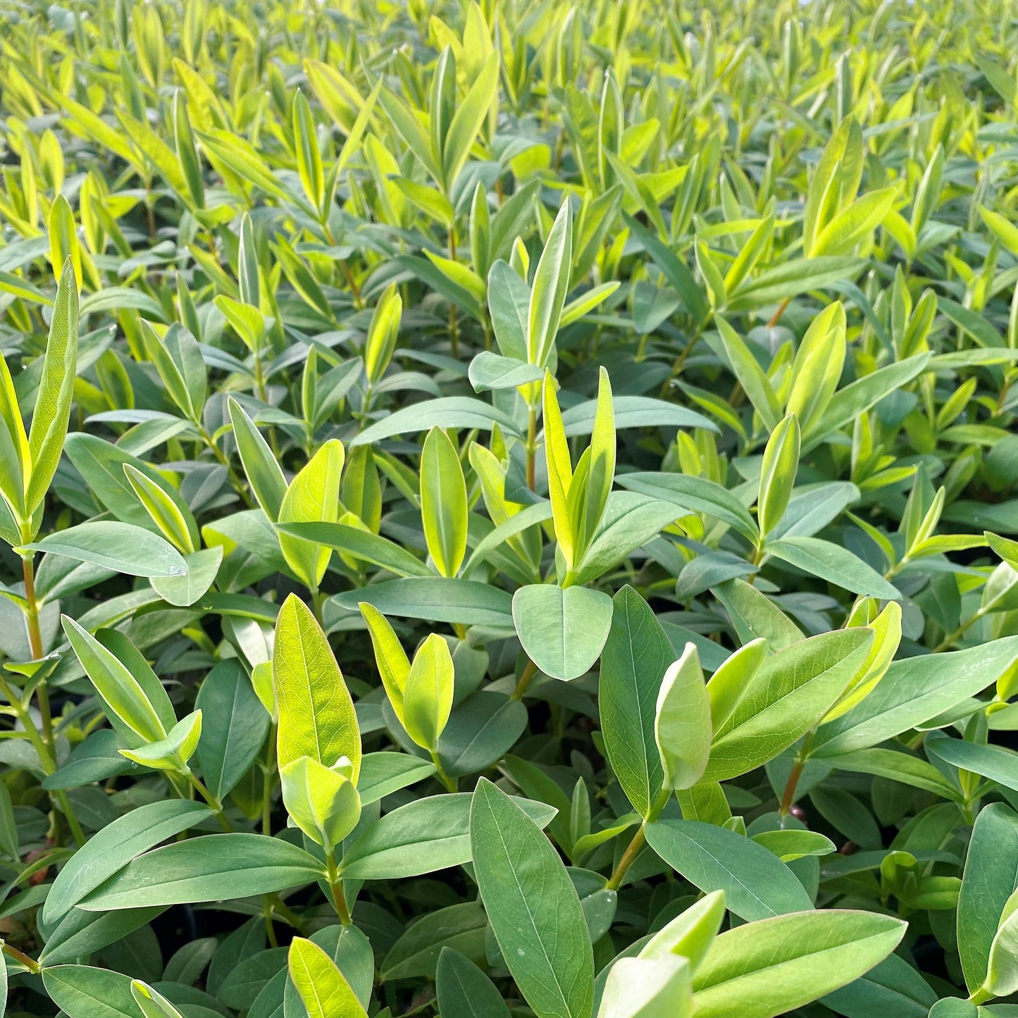 Hypericum calycinum 1Q