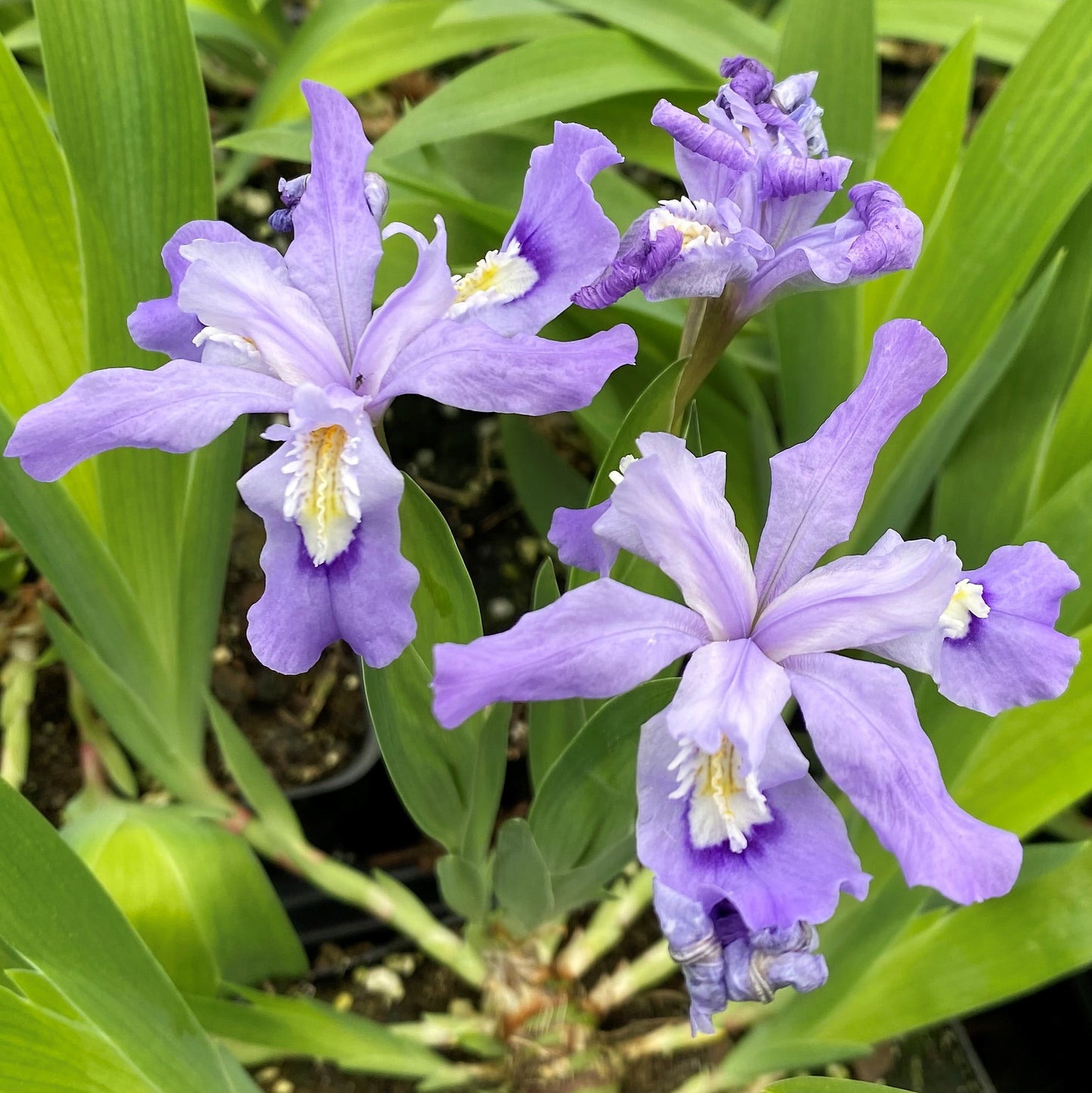 Iris cristata 1G (Crested Iris)