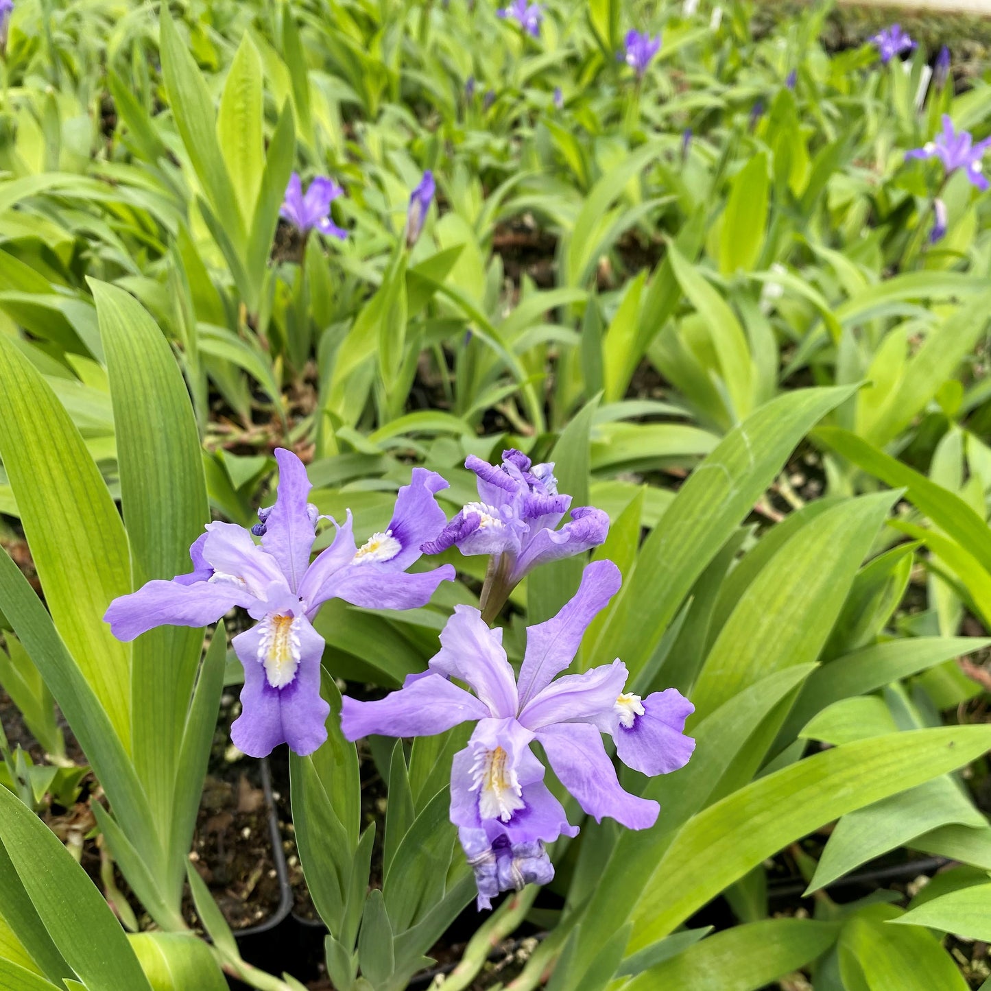 Iris cristata 1G (Crested Iris)