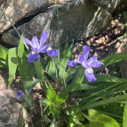 Iris cristata 1G (Crested Iris)