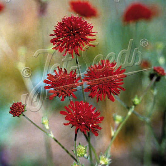 Knautia macedonica Red Knight 1Q