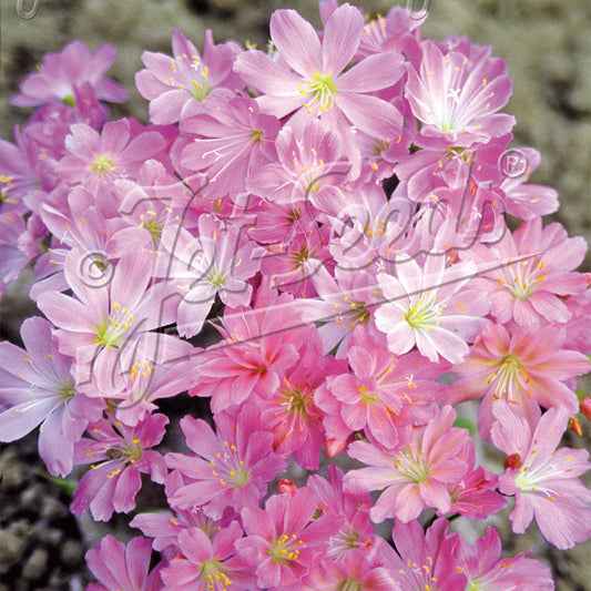 Lewisia Cotyledon x Sunset Pink 1Q