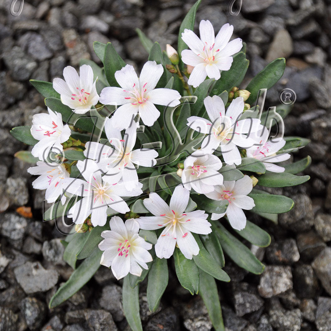Lewisia longipetala x Little Snowberry 3.25"