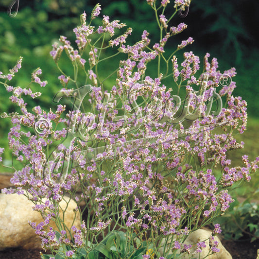 Limonium Blue Diamond 1Q