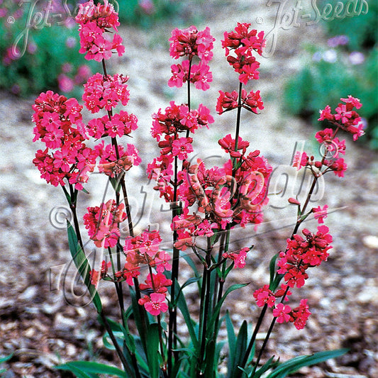 Lychnis viscaria Firebird 1G
