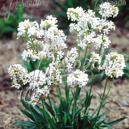 Lychnis viscaria Snowbird 1Q