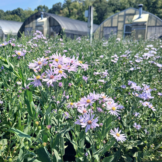 Aster laevis 1Q
