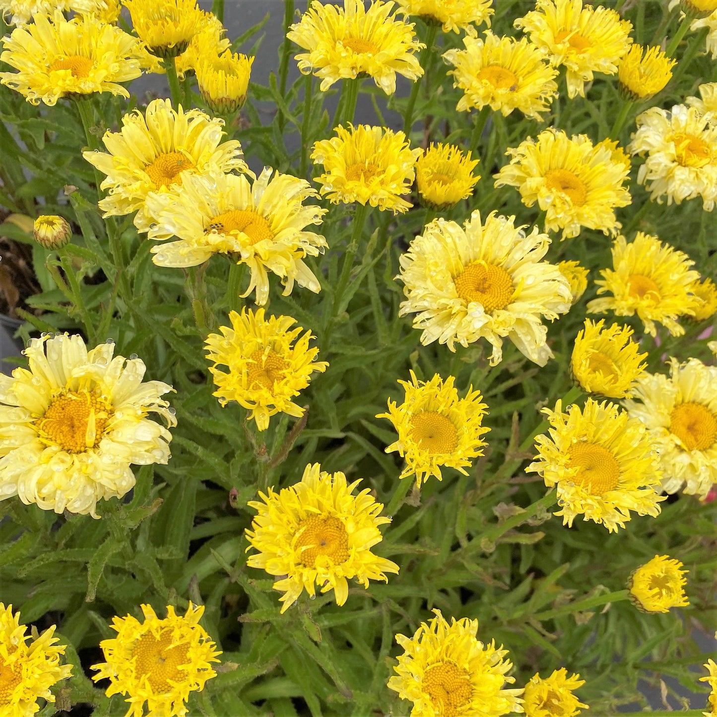 Leucanthemum x superbum Gold Finch 1G